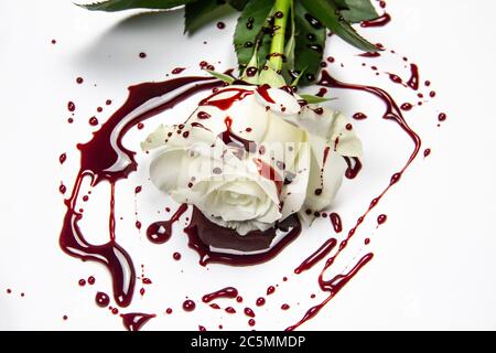 Schöne und blutige weiße Rose auf dem weißen Hintergrund. Blutige Rose - konzeptionelles Foto. Weiße Rose mit Blut. Stockfoto