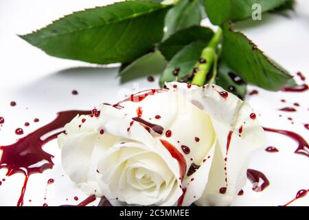 Schöne und blutige weiße Rose auf dem weißen Hintergrund. Blutige Rose - konzeptionelles Foto. Weiße Rose mit Blut. Stockfoto