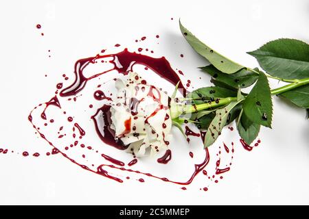 Schöne und blutige weiße Rose auf dem weißen Hintergrund. Blutige Rose - konzeptionelles Foto. Weiße Rose mit Blut. Stockfoto