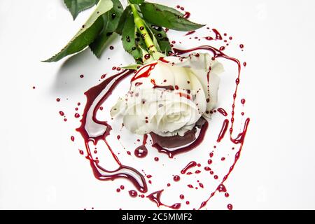 Schöne und blutige weiße Rose auf dem weißen Hintergrund. Blutige Rose - konzeptionelles Foto. Weiße Rose mit Blut. Stockfoto