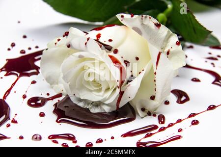 Schöne und blutige weiße Rose auf dem weißen Hintergrund. Blutige Rose - konzeptionelles Foto. Weiße Rose mit Blut. Stockfoto