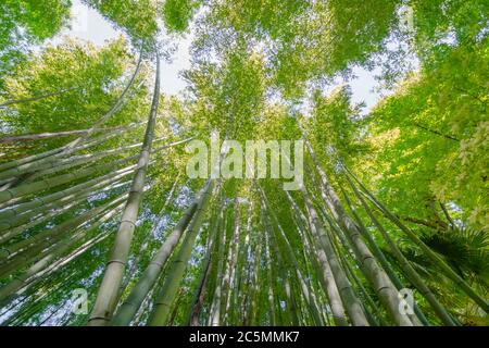 Bambus vom Boden aus gesehen. Stockfoto