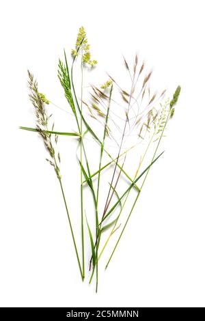 Bouquet aus schönen Wildgräsern wie dactylis, Brome und Rebgras isoliert auf weißem Hintergrund mit Kopierraum Stockfoto