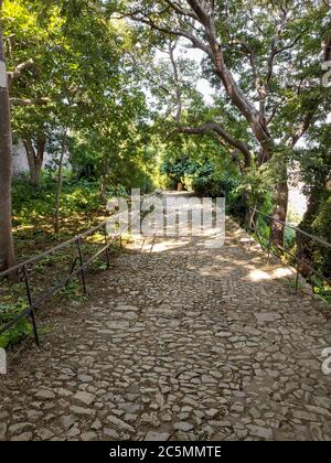 Straße in einem Wald auf der Sainte-Marguerite Insel, Frankreich Stockfoto