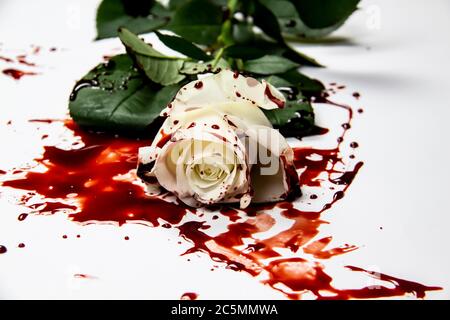 Schöne und blutige weiße Rose auf dem weißen Hintergrund. Blutige Rose - konzeptionelles Foto. Weiße Rose mit Blut. Stockfoto