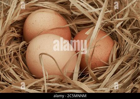 Hühnereier im Nest. Nahaufnahme. Stockfoto