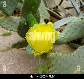 Gelbe Blüte im Frühling auf einem Kaktus aus stacheliger Birne Stockfoto