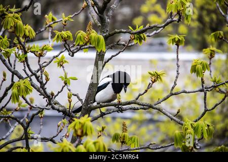 Eine Elster sitzt auf einem Kastanienbaum, der bald blühen wird. Ein atemberaubender Blick auf die grünen Kastanienzweige im frühen Frühjahr. Schöner Elster Vogel Stockfoto