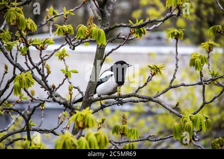 Eine Elster sitzt auf einem Kastanienbaum, der bald blühen wird. Ein atemberaubender Blick auf die grünen Kastanienzweige im frühen Frühjahr. Schöner Elster Vogel Stockfoto