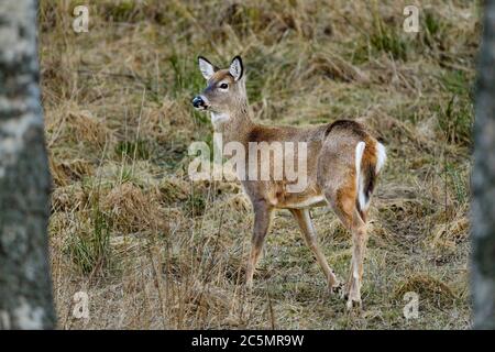 Weißschwanzhirsch im Wintermantel Stockfoto