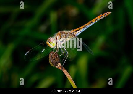 Sympetrum Vulgatum, vagrant darter Stockfoto