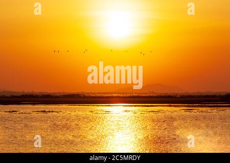 Eine Schar kleiner Pfeifenten, die gegen den Sonnenuntergang über dem See fliegen, glühende Rohrblumen, die auf dem See schweben. Bueng Boraphet, das größte Frischwate Stockfoto