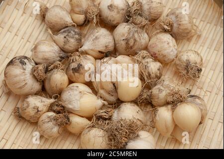 Nahaufnahme von Bio-Knoblauch (Allium sativum) in gewebtem Bambuskorb. Nahaufnahme. Stockfoto