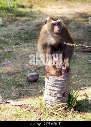 Captive Macaque Affen Kommissionierung aus Kokosnüssen in Thailand Stockfoto