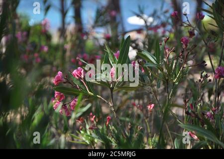 san teodoro , ITALIEN - JUNI 19 2020 : Lu Impostu Strand sumemr 2020 sardinien italien Stockfoto