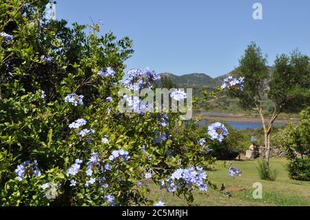 san teodoro , ITALIEN - JUNI 19 2020 : Lu Impostu Strand sumemr 2020 sardinien italien Stockfoto