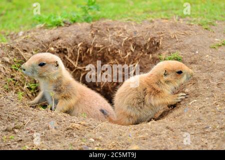 Junge Präriehunde kommen aus ihrem Bau im Banham Zoo, Banham, Norfolk, England, Großbritannien Stockfoto