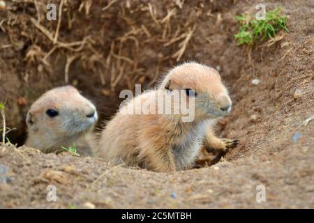 Junge Präriehunde kommen aus ihrem Bau im Banham Zoo, Banham, Norfolk, England, Großbritannien Stockfoto