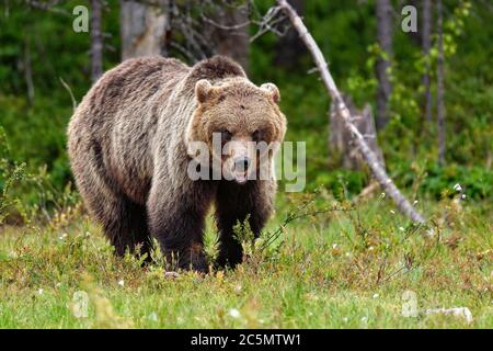 Brauner Bär sieht ein bisschen aggressiv, aber nur, um seine Mitmenschen trägt kommunizieren, dass er 'auf der Spitze der Hierarchie". Stockfoto