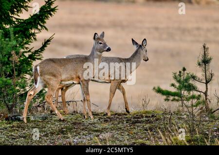 Weißschwanzhirsch im Wintermantel Stockfoto