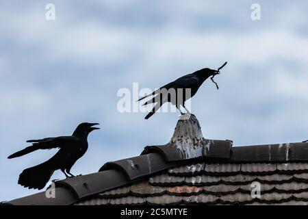 Fliegen und Walken krähen in der Stadt Lausanne, Schweiz Stockfoto