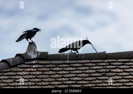 Fliegen und Walken krähen in der Stadt Lausanne, Schweiz Stockfoto