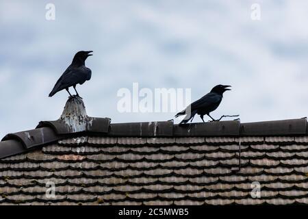 Fliegen und Walken krähen in der Stadt Lausanne, Schweiz Stockfoto