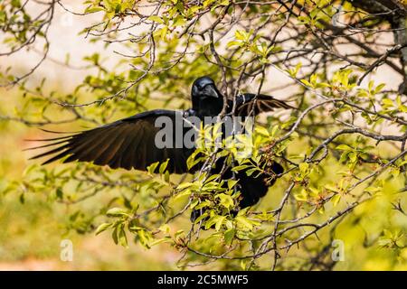 Fliegen und Walken krähen in der Stadt Lausanne, Schweiz Stockfoto
