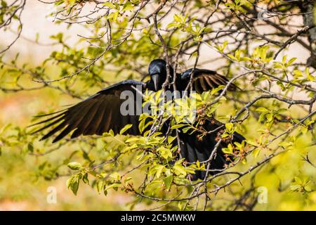 Fliegen und Walken krähen in der Stadt Lausanne, Schweiz Stockfoto