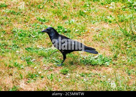 Fliegen und Walken krähen in der Stadt Lausanne, Schweiz Stockfoto