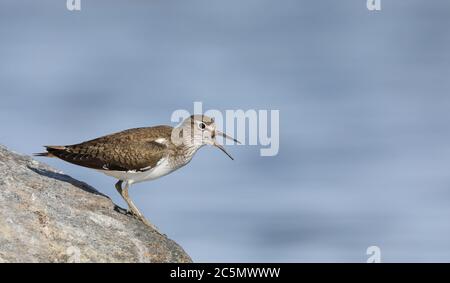 Gewöhnlicher Sandpiper (Actitis hypoleucos), an Land, Alarmruf Stockfoto