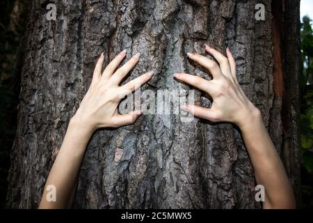 Die Hände der Frau bewegen sich auf dem Baum. Kann im Grusel-Design im Horror verwendet werden. Eine weibliche Hände mit langen Nägeln vor dunklem Hintergrund Stockfoto