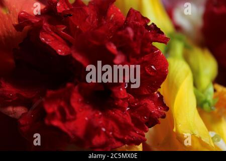 Schöne und bunte Blumenhintergrund mit verschiedenen Arten von Blumen zusammen, selektive Fokus. Stockfoto