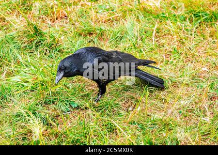 Fliegen und Walken krähen in der Stadt Lausanne, Schweiz Stockfoto