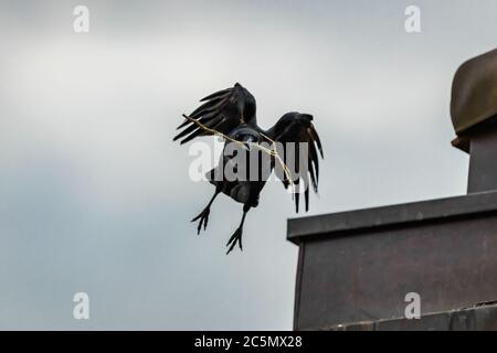 Fliegen und Walken krähen in der Stadt Lausanne, Schweiz Stockfoto