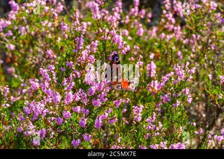 Pfauenschmetterling auf einer blühenden Heide sitzend Stockfoto