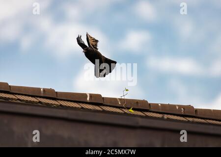 Fliegen und Walken krähen in der Stadt Lausanne, Schweiz Stockfoto