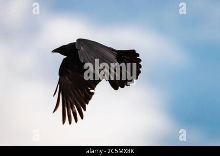 Fliegen und Walken krähen in der Stadt Lausanne, Schweiz Stockfoto