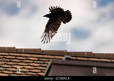 Fliegen und Walken krähen in der Stadt Lausanne, Schweiz Stockfoto