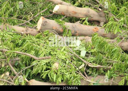 Zerhackte und entwurzelte Baumstämme und Äste zeigen nach einer Naturkatastrophe den Superzyklon 'UmPun' in West Bengal, Indien, Mai 2020. Stockfoto