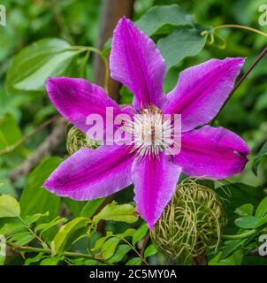 Einzelne Blüte von Clematis Nelly Moser. Nahaufnahme Stockfoto