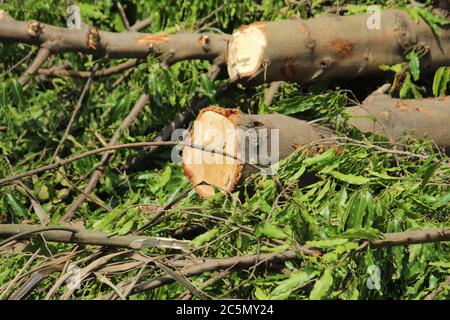 Zerhackte und entwurzelte Baumstämme und Äste zeigen nach einer Naturkatastrophe den Superzyklon 'UmPun' in West Bengal, Indien, Mai 2020. Stockfoto