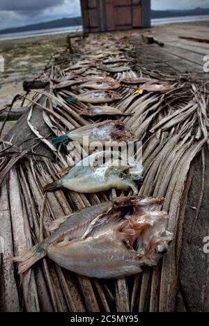 Gesalzene Fische werden in Yembekwan, einem Küstendorf im Meeresschutzgebiet Dampier Strait, in Raja Ampat Archipel, Raja Ampat Regentschaft, West Papua Provinz, Indonesien, in der Sonne getrocknet. Es handelt sich um eine der lokalen Meeresschutzgebiete, die Ende 2006 durch lokale Initiativen gegründet wurden. Archivfoto (2007). Stockfoto