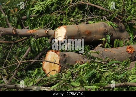 Zerhackte und entwurzelte Baumstämme und Äste zeigen nach einer Naturkatastrophe den Superzyklon 'UmPun' in West Bengal, Indien, Mai 2020. Stockfoto