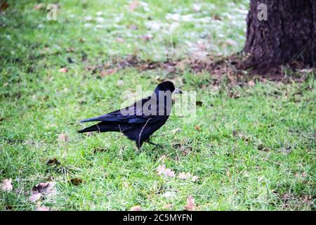 Schwarze Dohle auf grünem Gras. Eine Dohle, die im Wald auf dem Gras läuft Stockfoto