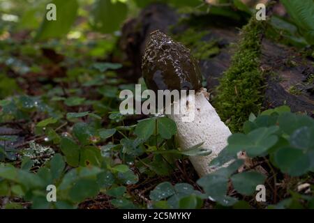 Ungenießbarer Pilz Phallus impudicus wächst in der feuchten Stelle zwischen Pflanzen im alten Fichtenwald. Auch bekannt als gewöhnliches Stinkhorn. Stockfoto