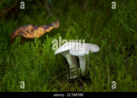 Der weiße Pilz Clitopilus prunulus wächst im Moos im Fichtenwald. Auch bekannt als der Müller oder der Süßbrotpilz. Essbarer Pilz. Stockfoto