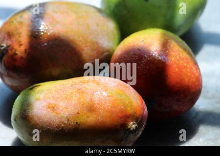 Rohe und reife frische Mango in der Sommersaison bei Tageslicht. Stockfoto