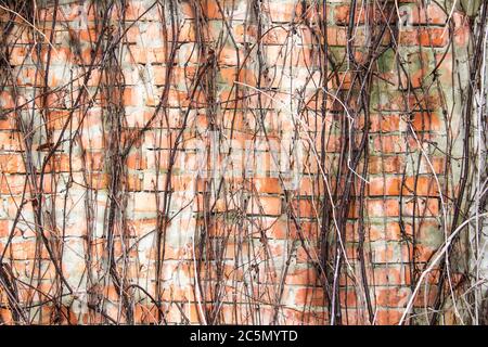 Ziegelmauer mit Ästen ohne Blätter aus wilden Trauben. Alte rote und weiße Ziegelwand mit Zweigen einer getrockneten Rebe mit Rissen close-up Textur zurück Stockfoto
