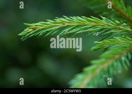 Nahaufnahme des grünen Fichtenzweiges von Picea abies. Auch bekannt als Norwegenfichte oder europäische Fichte. Stockfoto
